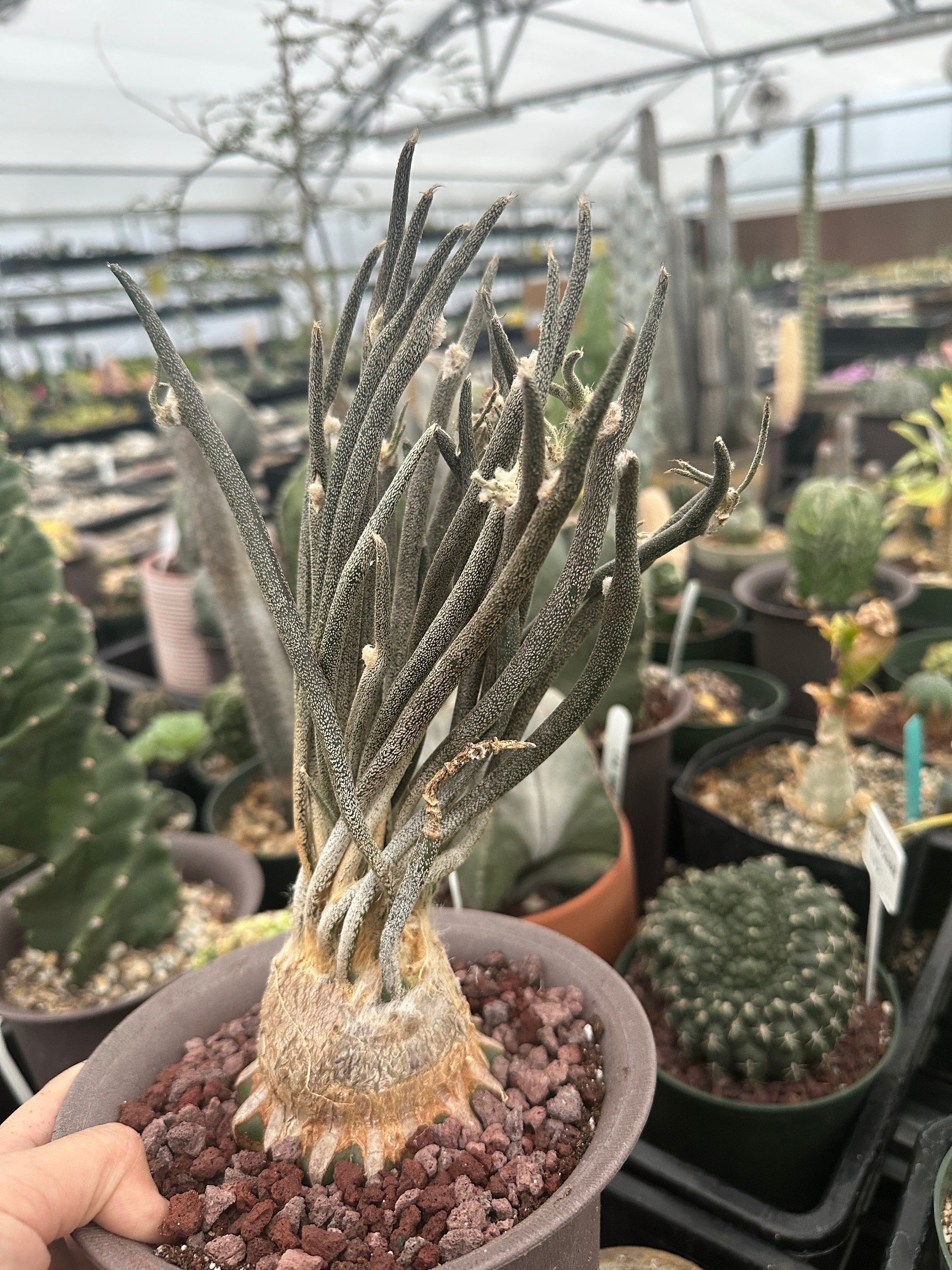 Rare Cactus