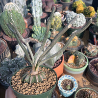 Rare Cactus - Astrophytum caput-medusae (4”pot)