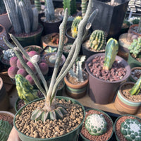 Rare Cactus - Astrophytum caput-medusae (4”pot)