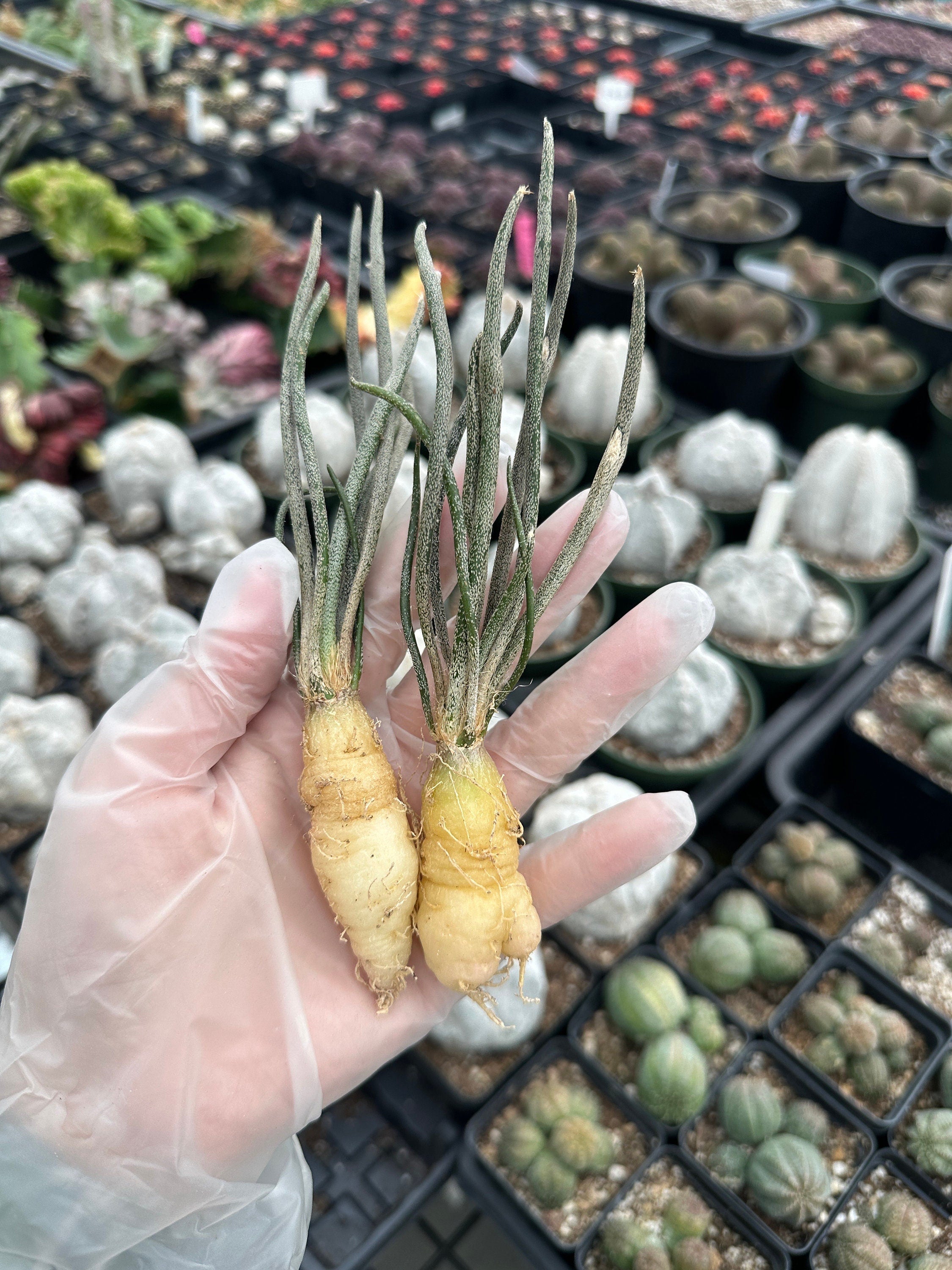 Rare Cactus