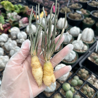 Rare Cactus - Astrophytum caput-medusae Seed Grown