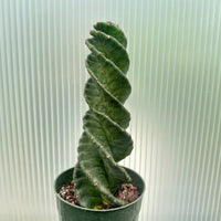 Rare Cactus - Cereus Validus Spiralis (9"-15" tall)