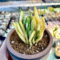 Rare Cactus - Cereus Variegated Fairy Castle (3.5")