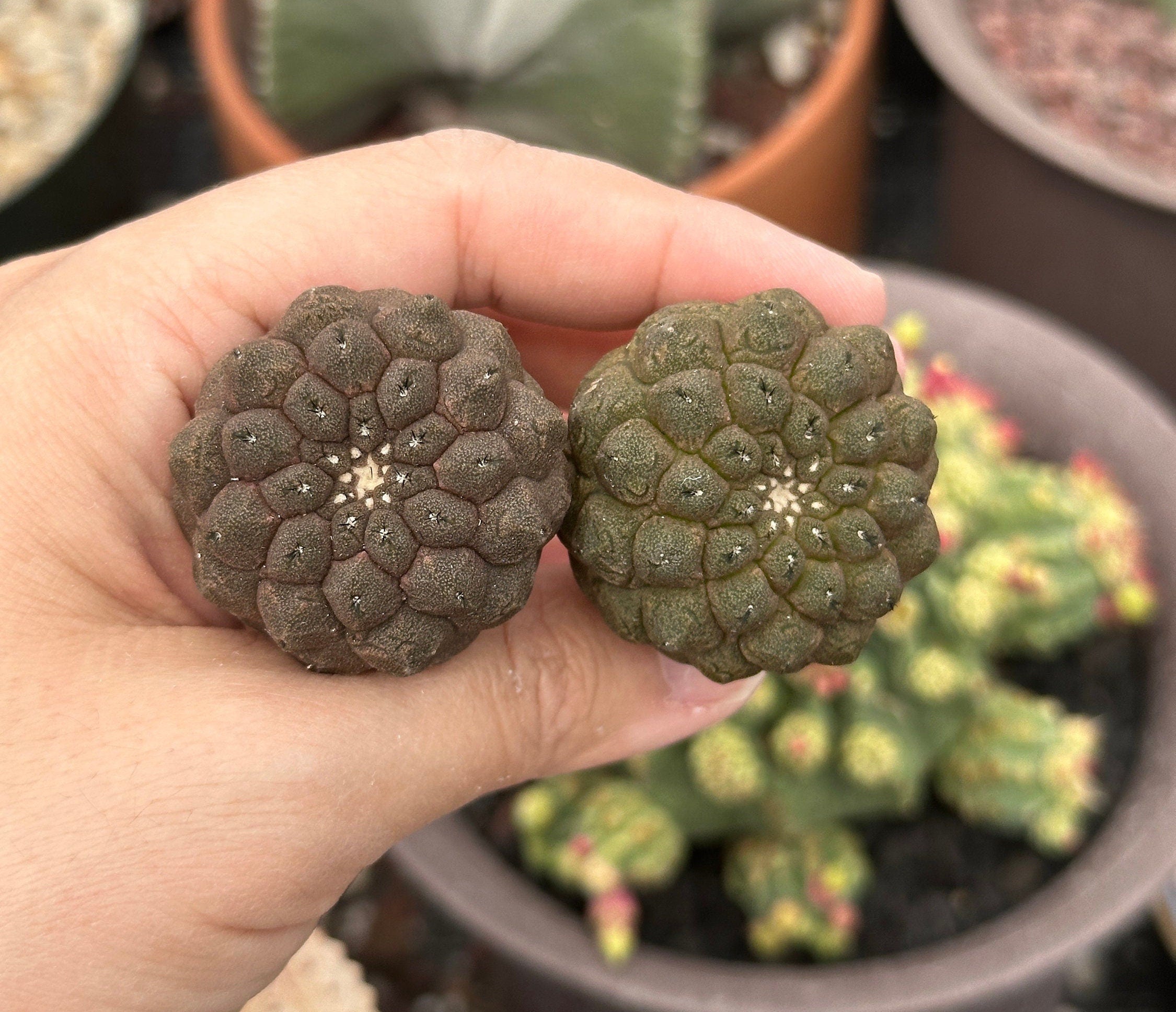 Rare Cactus