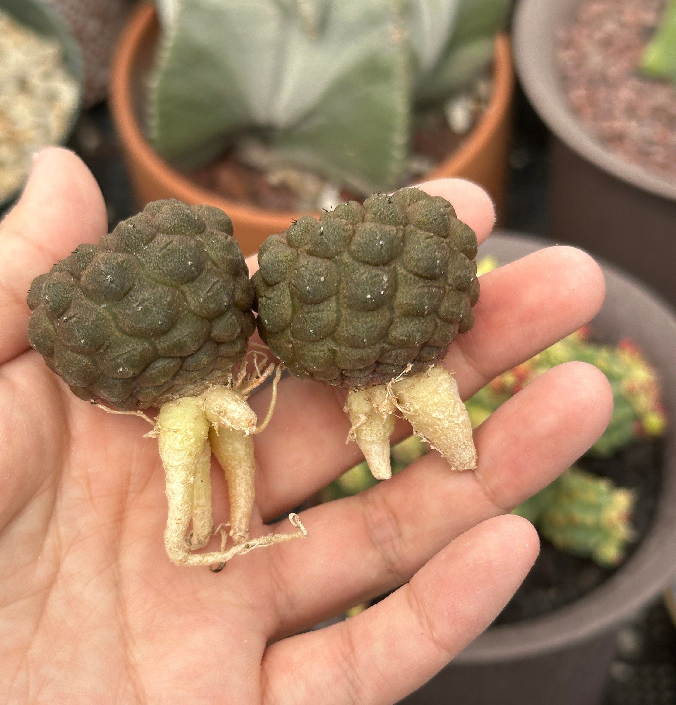 Rare Cactus