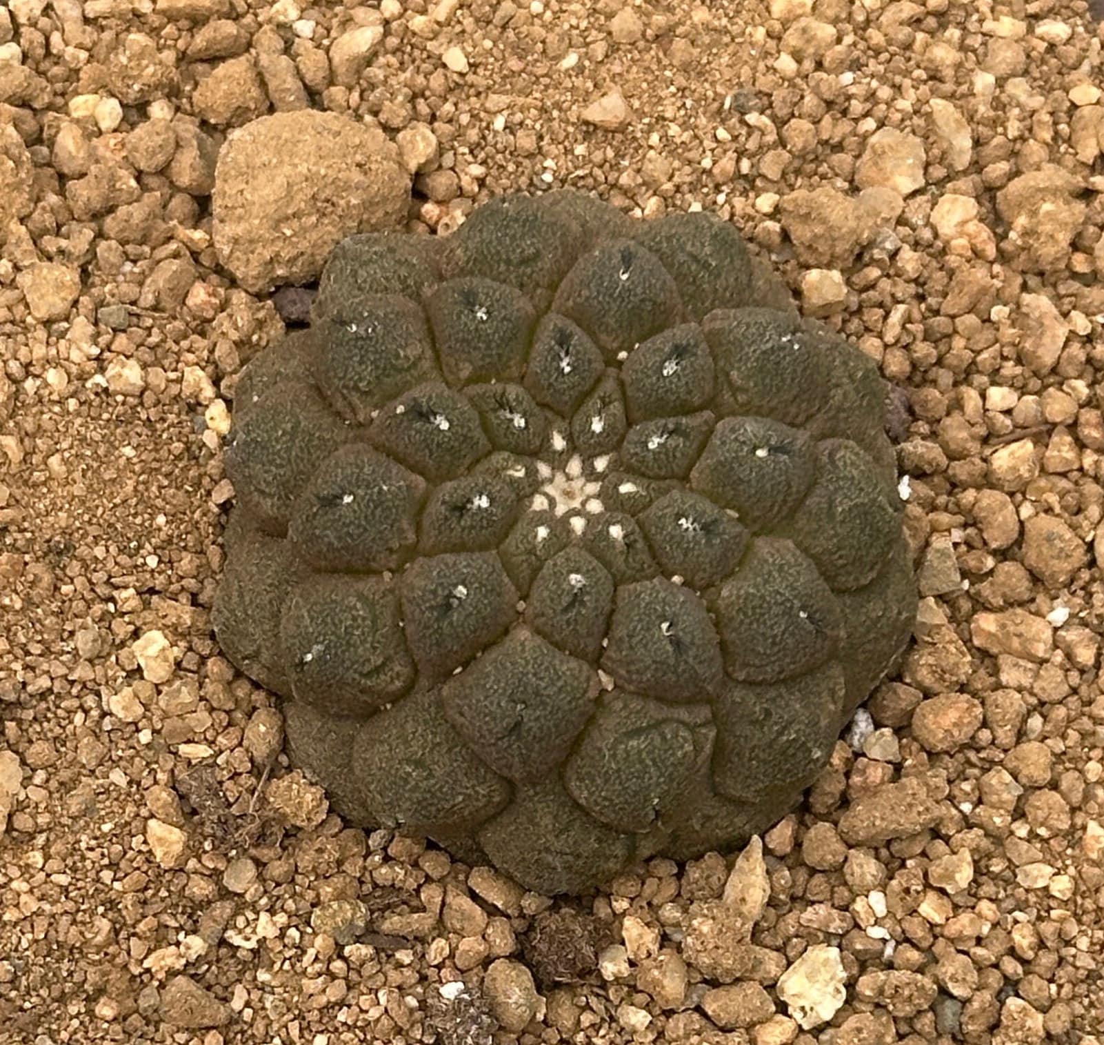 skin cactus Rare Cactus