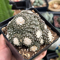 Rare Cactus, Copiapoa Tenuissima Large Cluster