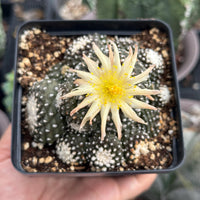 Rare Cactus, Copiapoa Tenuissima Large Cluster