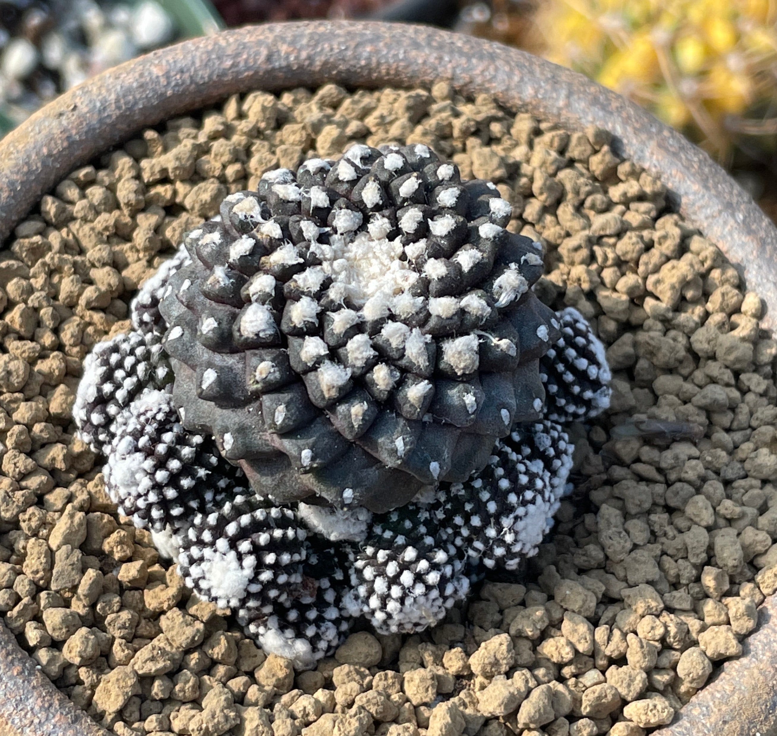 Rare Cactus