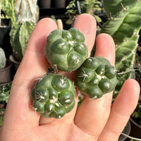Rare Cactus - Coryphantha Elephantidens cv. Inermis offset (1”)