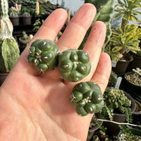 Rare Cactus - Coryphantha Elephantidens cv. Inermis offset (1”)