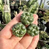 Rare Cactus - Coryphantha Elephantidens cv. Inermis offset (1”)
