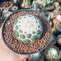 Rare Cactus - Coryphantha elephantidens cv. Inermis (5”)