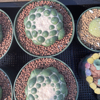 Rare Cactus - Coryphantha elephantidens cv. Inermis (5”)