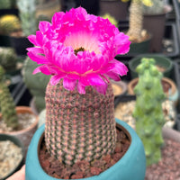 Rare Cactus - Echinocereus Rigidissimus 'Rainbow Cactus' (Single Stem 6”-8” tall)