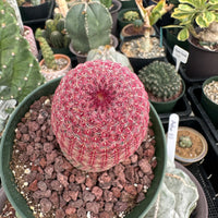 Rare Cactus - Echinocereus Rigidissimus 'Rainbow Cactus' (Single Stem 6”-8” tall)