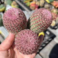 Rare Cactus - Echinocereus Rigidissimus Rainbow Cluster 3-6 Heads