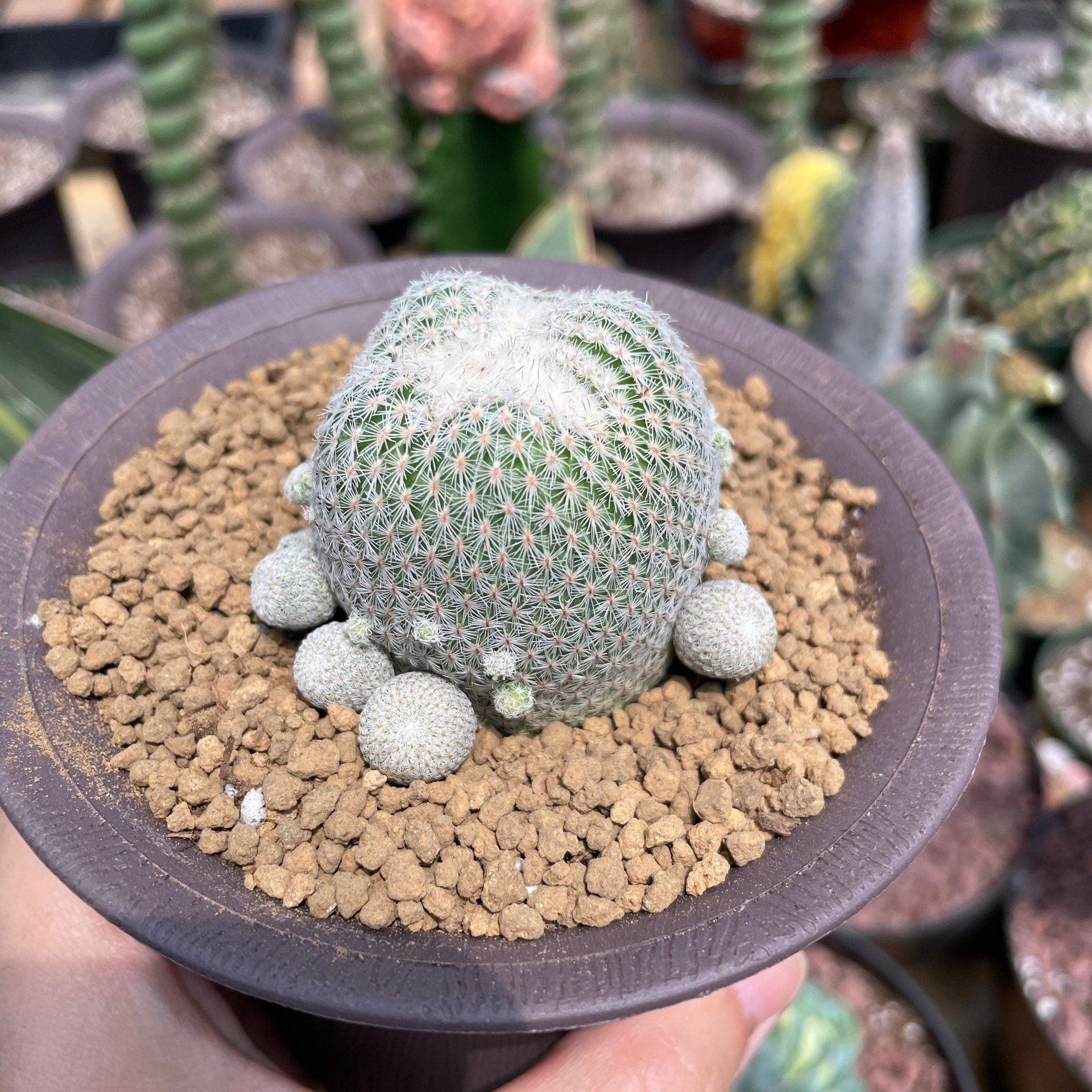 Rare Cactus
