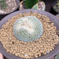 Rare Cactus - Epithelantha Micromeris (Single Head)