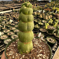 Rare Cactus - Eulychnia Castanea cv. varispiralis