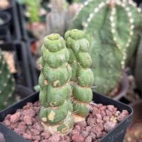 Rare Cactus, Eulychnia Castanea cv. varispiralis Double Heads (1), WYSIWYG