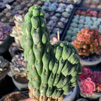 Rare Cactus - Eulychnia Crastanea Crestata 'Unicorn Cactus'