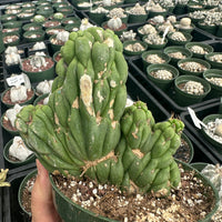 Rare Cactus - Eulychnia Crastanea Crestata 'Unicorn Cactus'