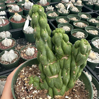 Rare Cactus - Eulychnia Crastanea Crestata 'Unicorn Cactus'