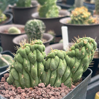 Rare Cactus - Eulychnia Crastanea Crestata 'Unicorn Cactus'