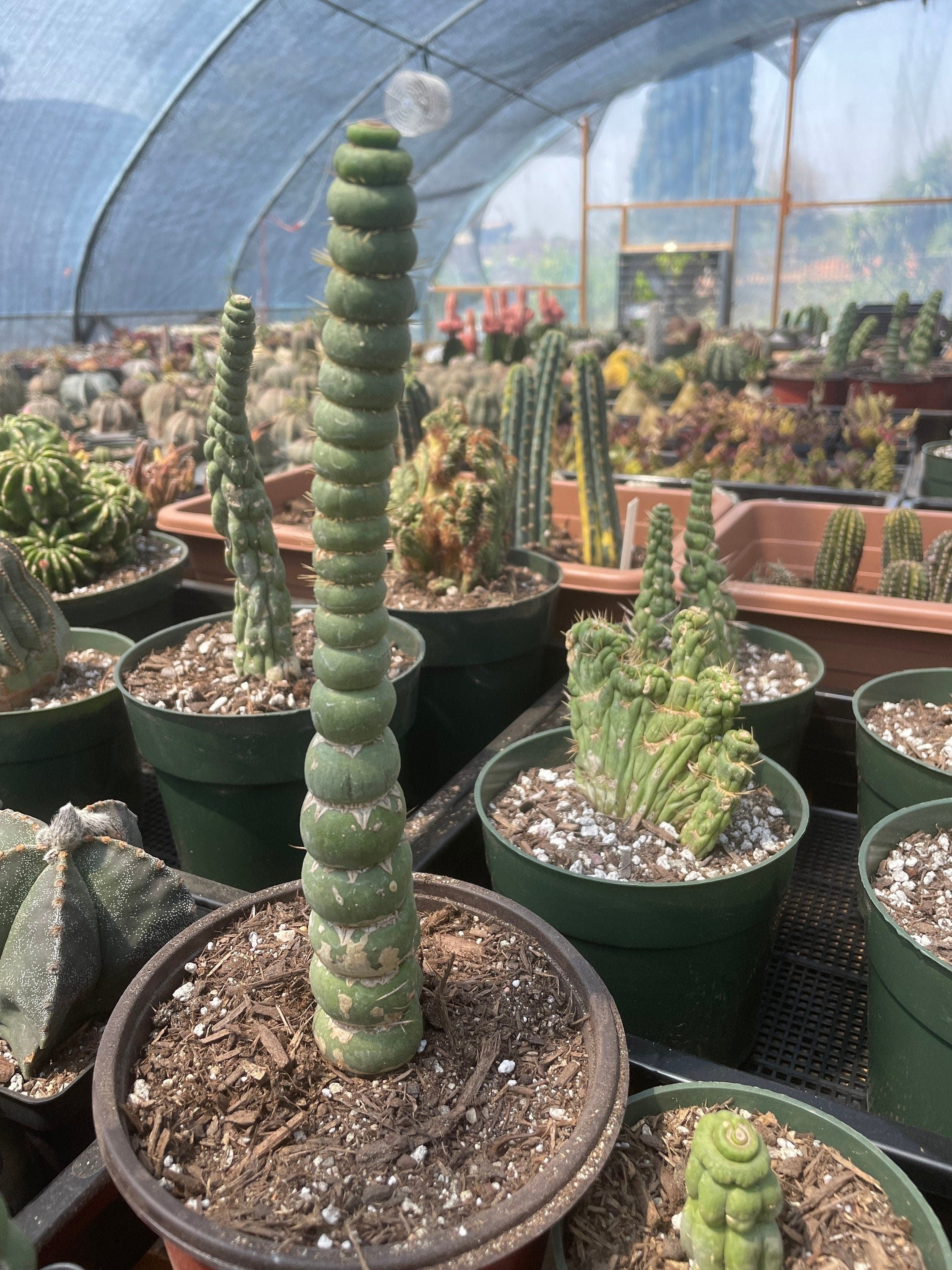 Rare Cactus