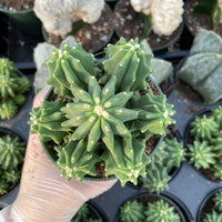 Rare Cactus - Ferocactus Glaucescens cluster