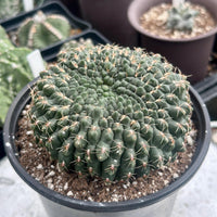 Rare Cactus - Gymnocalycium Baldianum Crested