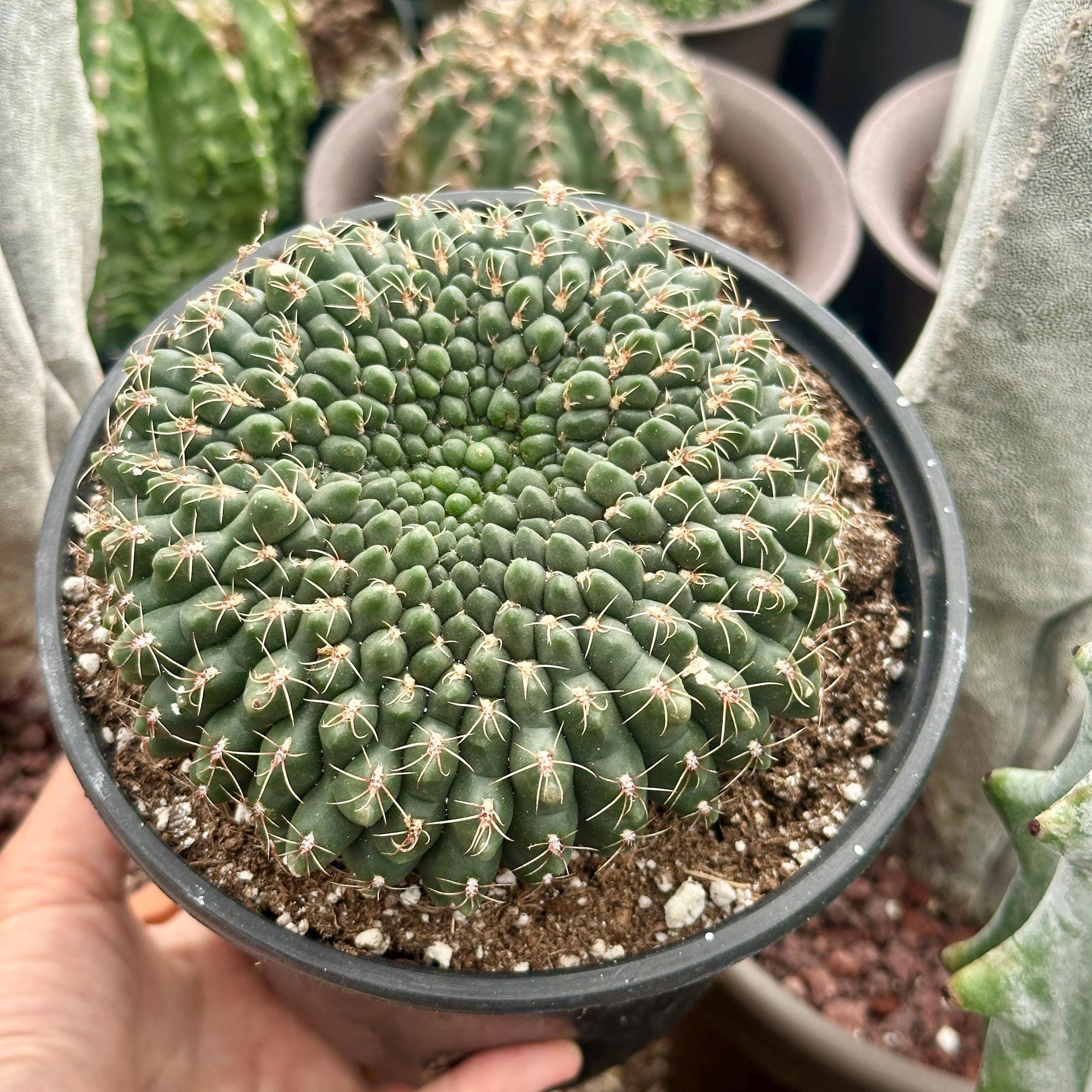 Rare Cactus