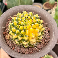 Rare Cactus - Gymnocalycium Baldianum Variegata