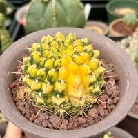 Rare Cactus - Gymnocalycium Baldianum Variegata