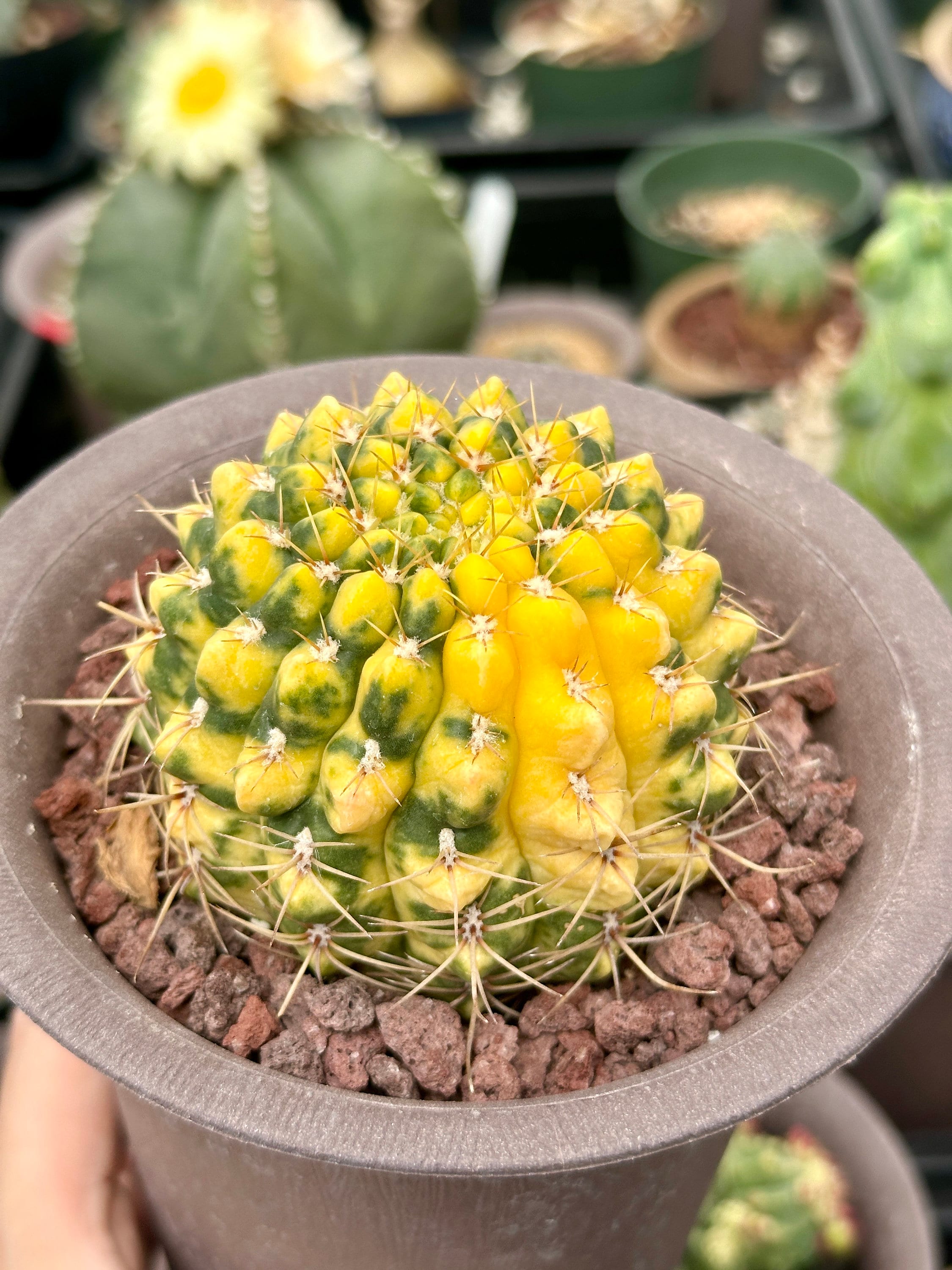 Rare Cactus - Gymnocalycium Baldianum Variegata– 1am Succulents