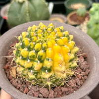 Rare Cactus - Gymnocalycium Baldianum Variegata