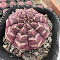 Rare Cactus, Gymnocalycium Cactus, Day Dream