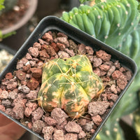 Rare Cactus - Gymnocalycium Horstii Variegata (1”)