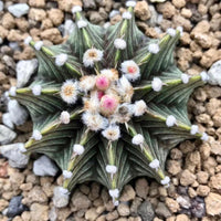 Rare Cactus, Gymnocalycium Mihanovichii LB2178 (2”), Live Plant