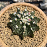 Rare Cactus, Gymnocalycium Mihanovichii LB2178, Live Plant
