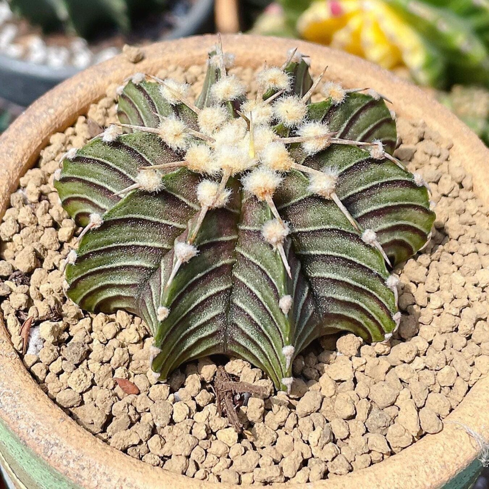 Rare Cactus, Gymnocalycium Mihanovichii LB2178, Live Plant– 1am