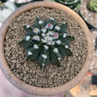 Rare Cactus, Gymnocalycium Mihanovichii LB2178, Live Plant