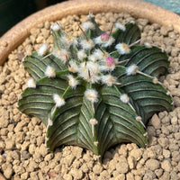 Rare Cactus, Gymnocalycium Mihanovichii LB2178, Live Plant