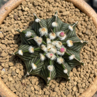 Rare Cactus, Gymnocalycium Mihanovichii LB2178, Live Plant