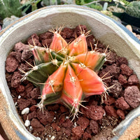 Rare Cactus - Gymnocalycium Mihanovichii Var. Friedrichii Werderm Variegata