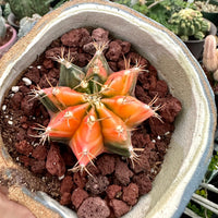Rare Cactus - Gymnocalycium Mihanovichii Var. Friedrichii Werderm Variegata