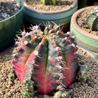 Rare Cactus - Gymnocalycium Mihanovichii Variegata