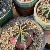 Rare Cactus - Gymnocalycium Mihanovichii Variegata