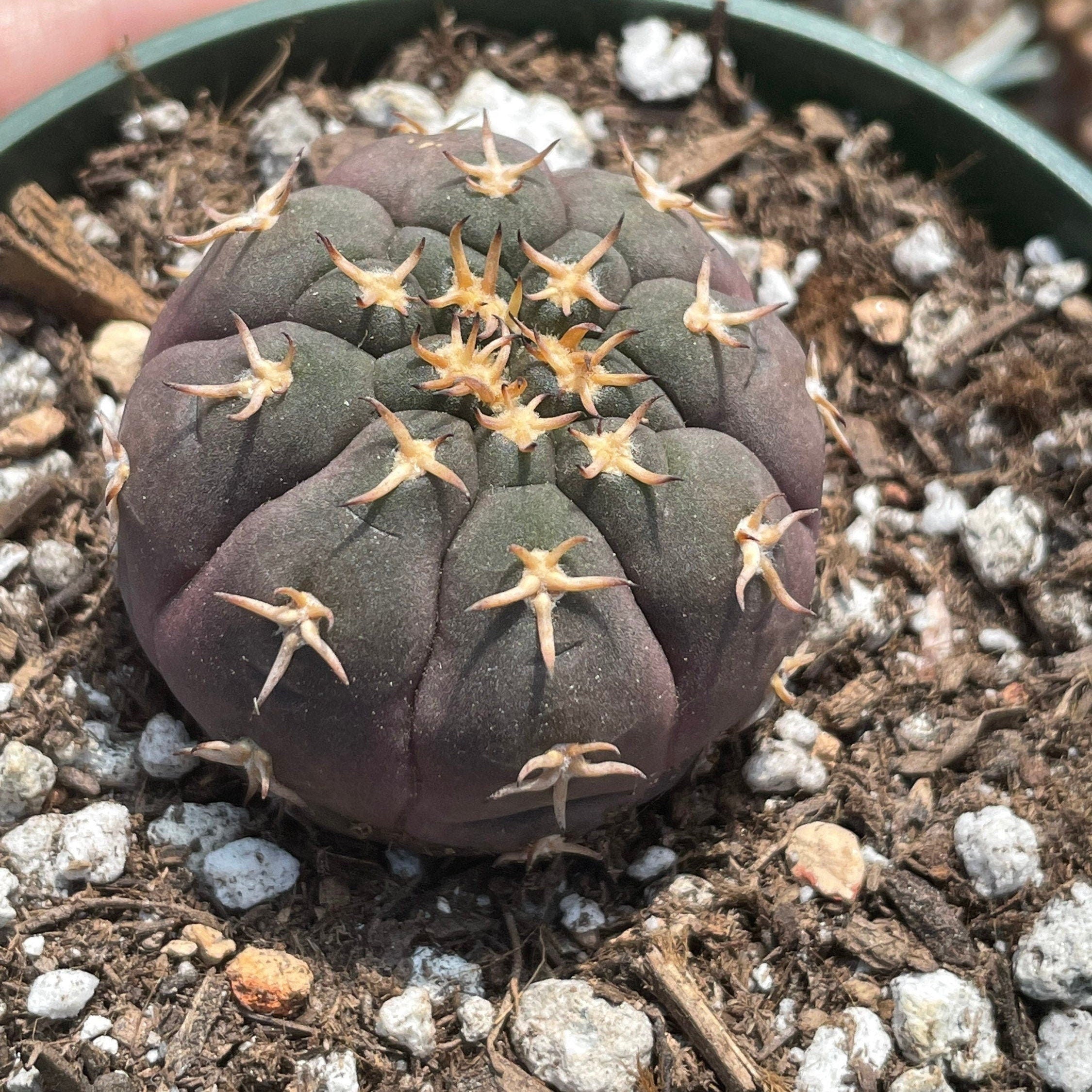 gymnocalycium valnicekianum Rare Cactus
